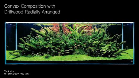 Adaview 180cm Aquarium Layout Convex Composition With Driftwood