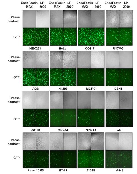 EndoFectin Transfection Reagent Cell Lines GeneCopoeia