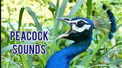 Amazing Peacock Sounds 🦚💤 Peacock Sound Peacock Call मोर की आवाज़