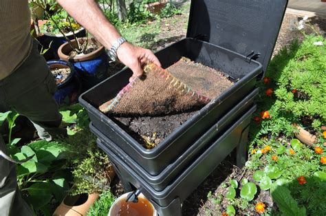 Keeping a worm farm — Compost Key