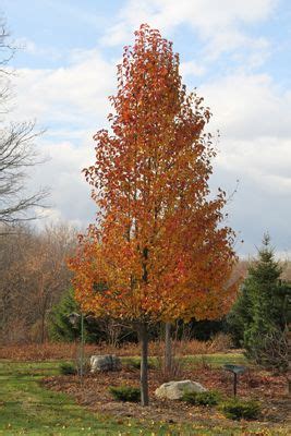 Chanticleer Flowering Pear Tree Fall Flowering Pear Tree Farm