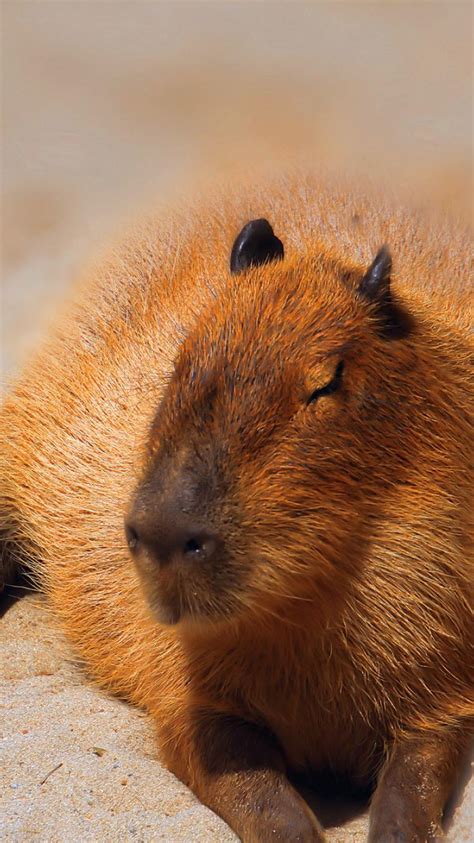 Capybara Wallpapers - Wallpaper Cave