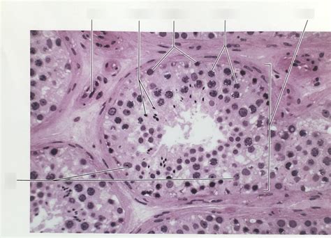 Reproductive Seminiferous Tubules Histology Diagram Quizlet