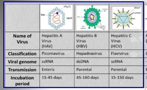 L E Gi Infections Flashcards Quizlet