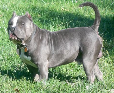 American Bully Wallpapers - Pets Cute and Docile