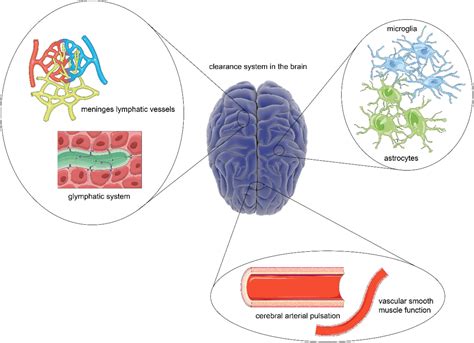 Frontiers Clearance Systems In The Brain From Structure To Function