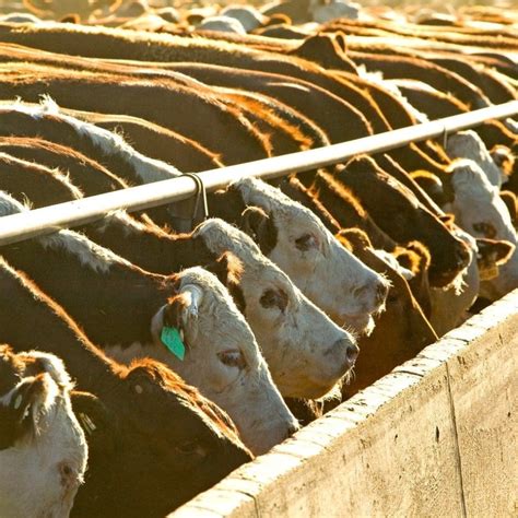 Property Whats A Feedlot Worth On Todays Market Beef Central