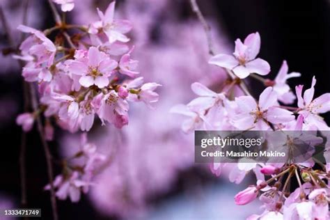 Weeping Cherry Blossom Tree Photos and Premium High Res Pictures ...