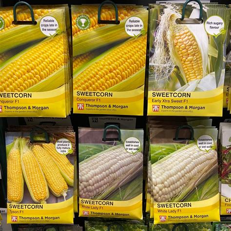 How To Grow Sweetcorn From Seed Free Guide Perrywood