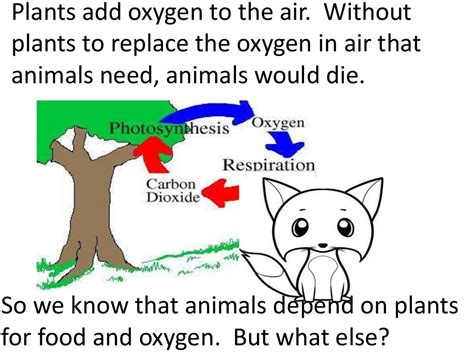 Plants And Animals Depend On Each Other Teach 2nd3rd Grade