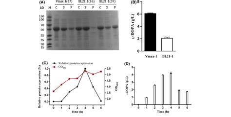 Investigation and optimization of soluble protein expression and ...