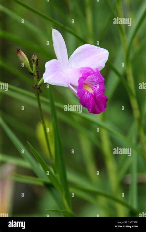 Bamboo Orchid Arundina Graminifolia Orchidaceae Tortuguera Costa