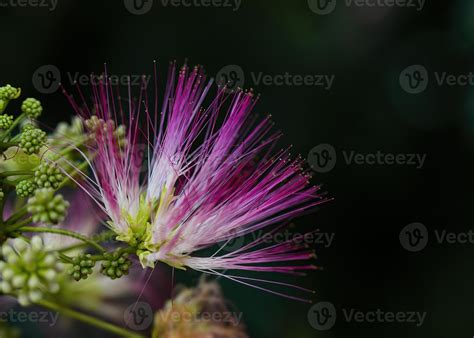 Single Pink Mimosa Tree Bloom 11576395 Stock Photo at Vecteezy