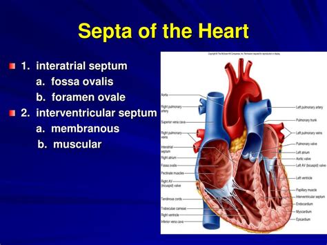 Ppt The Cardiovascular System The Heart Powerpoint Presentation Free Download Id4504529