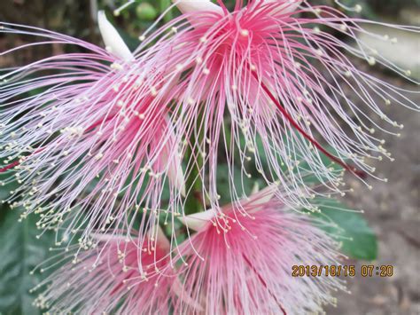 hoa loc vung vuon toi tin tuc  day cap nhat lien tuc