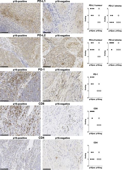 Human Pd L B Dc Antibody Af R D Systems