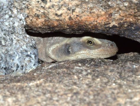 Some Mojave Desert Animals | OBLOG