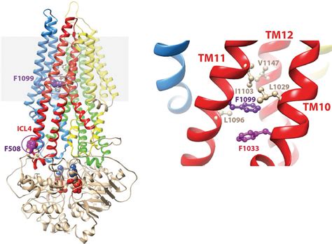 Model Of The D Structure Of Cftr Left Ribbon Representation Of The