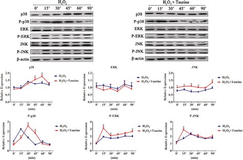 Taurine‐modulated H2o2 Induced Phosphorylation Of The Mapk Pathway In A