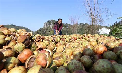 贵州黎平：油茶金果喜丰收三农频道央视网