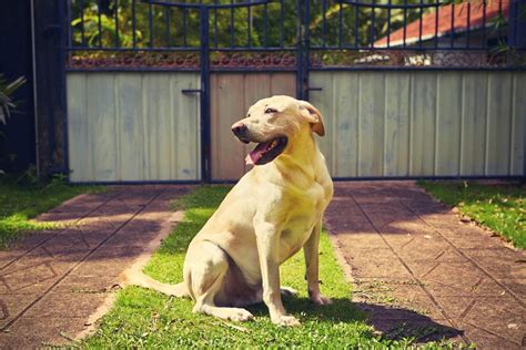 Come Insegnare Al Cane A Non Uscire Dal Cancello