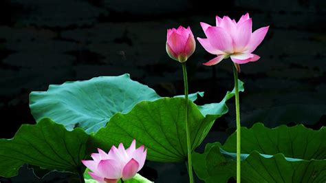 Lotus Flower HD Wallpapers - Top Free Lotus Flower HD Backgrounds - WallpaperAccess