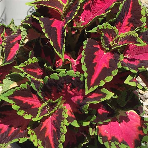 Coleus — Green Acres Nursery And Supply