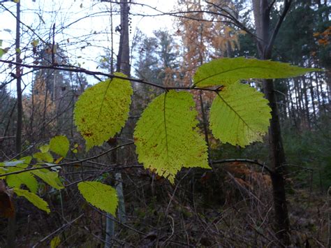 Auw Lder Bund Naturschutz In Bayern E V