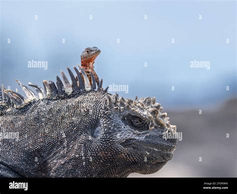 Galapagos Marine Iguana Amblyrhynchus Cristatus Galapagos Lava