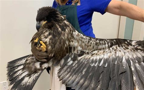 Juvenile Bald Eagle Released After Treatment At Houston Spcas Wildlife