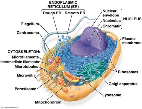 Detailed Diagram Of Animal Cell