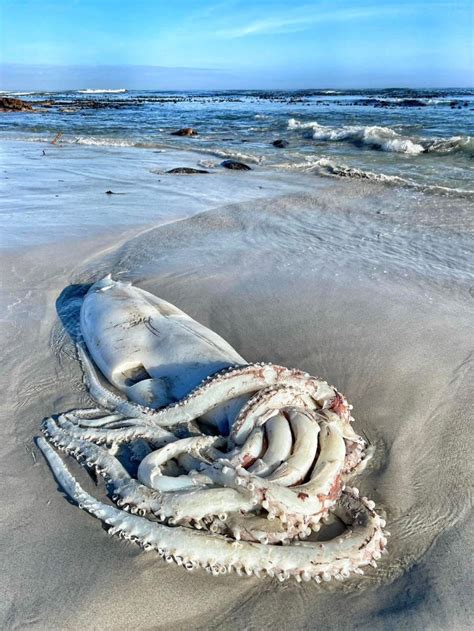 Pics Have You Seen The Giant Squid Washed Up On Cape Town Beach