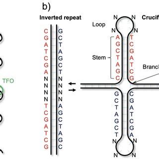 Triplex Dna A And Cruciform Dna B The Triplex Structure Is Produced By