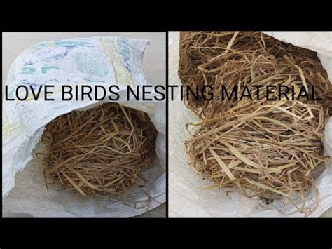 Nesting Material For Love Birds Youtube