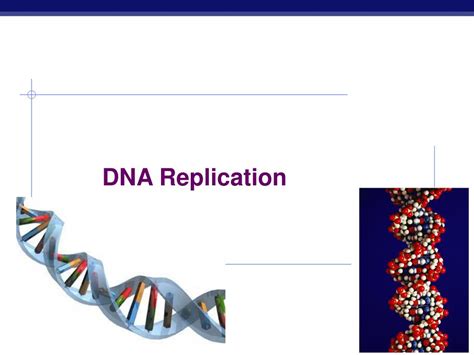 Ppt Dna Replication Powerpoint Presentation Free Download Id 2591641