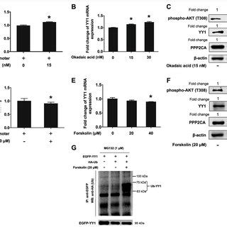 A Schematic Model Of Yy Promoted Akt Phosphorylation And Involvement