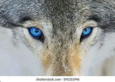 Wolves Eyes Wolf Eyes Images Stock Photos Vectors Shutterstock Blue