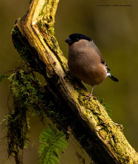 Female Bullfinch Mark Slobin Flickr