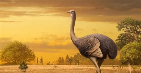 Fossils Remains Of Bird Three Times Larger Than Ostrich Discovered In