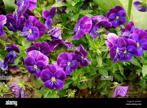 Viola Cornuta Twix Violet Blue Stock Photo Alamy