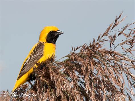 Birding Portugal Yellow Crowned Bishop Birding In Portugal