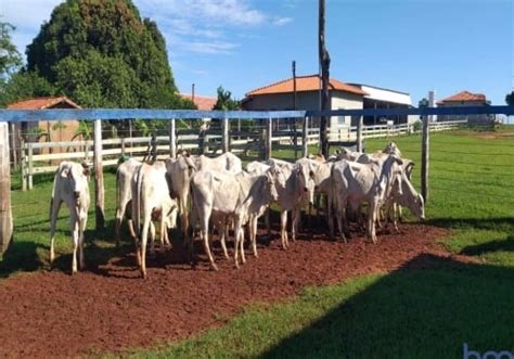 Fazenda Na Estrada Vicinal Municipal De Campina Verde Km Zona