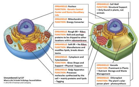 Biology All Quiz Reviews Flashcards Quizlet