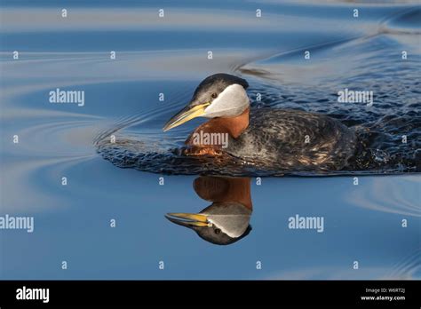 Long Necked Grebe Hi Res Stock Photography And Images Alamy