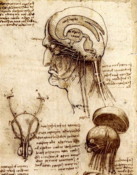 Leonardo Da Vinci Dibujos