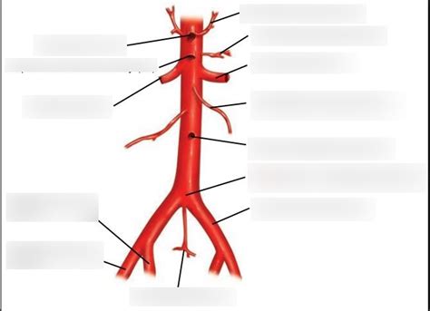 Abdominal Aorta And Branches Diagram Quizlet