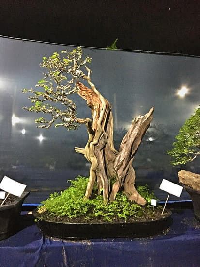 Come Si Rinvasa Il Bonsai Mondo Bonsai