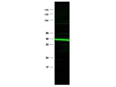 Ppar Alpha Nr C Antibody B Ppar Bsa Free Nb Novus