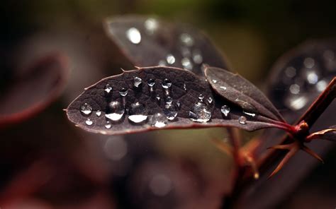 Hintergrundbilder Blätter schwarz Natur rot Fotografie