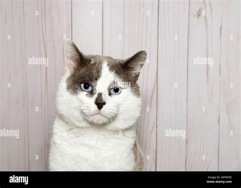 Retrato De Un Gato Blanco Con Manchas Grises En La Cabeza Y Nariz Ojos